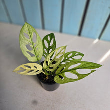 Load image into Gallery viewer, #D448 Variegated Monstera Adansonii Mint