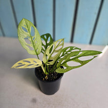 Load image into Gallery viewer, #D448 Variegated Monstera Adansonii Mint