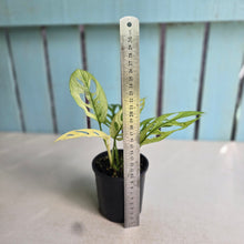 Load image into Gallery viewer, #D448 Variegated Monstera Adansonii Mint