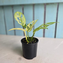Load image into Gallery viewer, #D448 Variegated Monstera Adansonii Mint