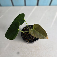 Load image into Gallery viewer, #RD41 Anthurium Veitchii x 'Red'