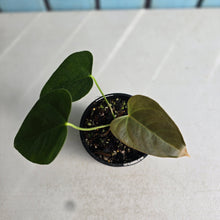 Load image into Gallery viewer, #RD41 Anthurium Veitchii x 'Red'
