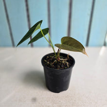 Load image into Gallery viewer, #RD41 Anthurium Veitchii x 'Red'