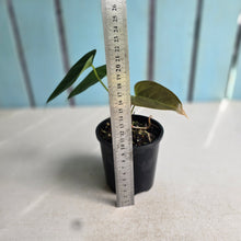 Load image into Gallery viewer, #RD41 Anthurium Veitchii x 'Red'