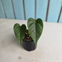Load image into Gallery viewer, #RD41 Anthurium Veitchii x 'Red'