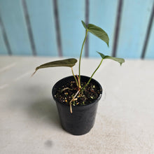 Load image into Gallery viewer, #RD41 Anthurium Veitchii x 'Red'