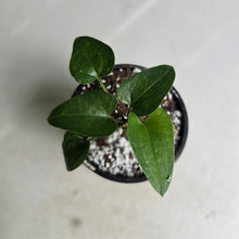Load image into Gallery viewer, #RA18 Anthurium Sp. From Chapada Diamantina Brazil