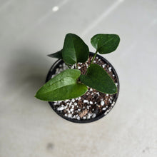 Load image into Gallery viewer, #RA18 Anthurium Sp. From Chapada Diamantina Brazil
