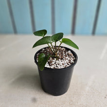 Load image into Gallery viewer, #RA18 Anthurium Sp. From Chapada Diamantina Brazil