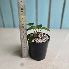Load image into Gallery viewer, #RA18 Anthurium Sp. From Chapada Diamantina Brazil
