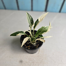 Load image into Gallery viewer, #R485 Spathiphyllum 'Monet' - Miniature