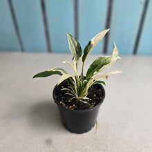 Load image into Gallery viewer, #R485 Spathiphyllum 'Monet' - Miniature