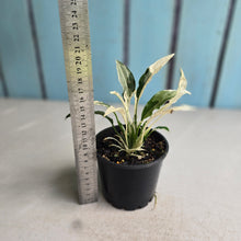 Load image into Gallery viewer, #R485 Spathiphyllum 'Monet' - Miniature