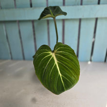 Load image into Gallery viewer, #D729 Philodendron Gloriosum