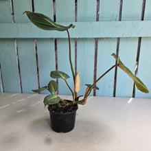 Load image into Gallery viewer, #D729 Philodendron Gloriosum