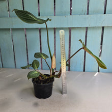 Load image into Gallery viewer, #D729 Philodendron Gloriosum