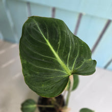 Load image into Gallery viewer, #D729 Philodendron Gloriosum