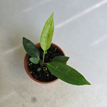 Load image into Gallery viewer, #RD16 Anthurium Punctatum Seedling