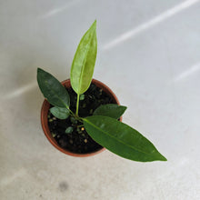 Load image into Gallery viewer, #RD16 Anthurium Punctatum Seedling