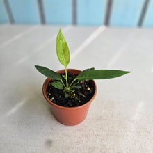Load image into Gallery viewer, #RD16 Anthurium Punctatum Seedling