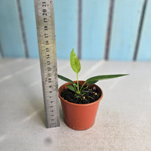 Load image into Gallery viewer, #RD16 Anthurium Punctatum Seedling