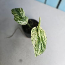 Load image into Gallery viewer, #R95 Variegated Amydrium Medium