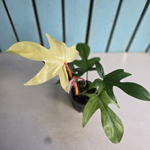 Load image into Gallery viewer, #D922 Philodendron Florida Ghost