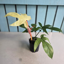 Load image into Gallery viewer, #D922 Philodendron Florida Ghost