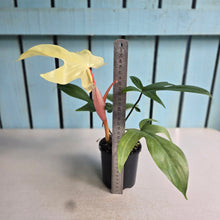 Load image into Gallery viewer, #D922 Philodendron Florida Ghost