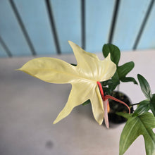 Load image into Gallery viewer, #D922 Philodendron Florida Ghost
