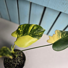 Load image into Gallery viewer, #RB11 Variegated Monstera Deliciosa Aurea