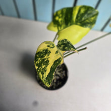 Load image into Gallery viewer, #RB11 Variegated Monstera Deliciosa Aurea