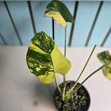 Load image into Gallery viewer, #RB11 Variegated Monstera Deliciosa Aurea