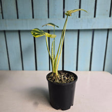 Load image into Gallery viewer, #RB11 Variegated Monstera Deliciosa Aurea
