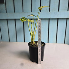 Load image into Gallery viewer, #RB11 Variegated Monstera Deliciosa Aurea