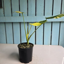 Load image into Gallery viewer, #RB11 Variegated Monstera Deliciosa Aurea