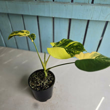 Load image into Gallery viewer, #RB11 Variegated Monstera Deliciosa Aurea