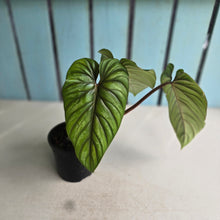 Load image into Gallery viewer, #D458 Philodendron Plowmanii