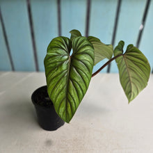 Load image into Gallery viewer, #D458 Philodendron Plowmanii