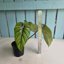 Load image into Gallery viewer, #D458 Philodendron Plowmanii