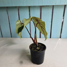 Load image into Gallery viewer, #D458 Philodendron Plowmanii