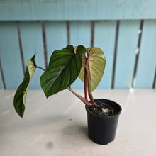 Load image into Gallery viewer, #D458 Philodendron Plowmanii