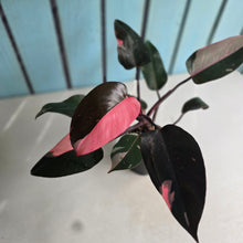 Load image into Gallery viewer, #RD34 Philodendron Pink Princess