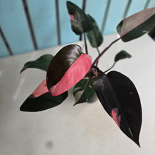 Load image into Gallery viewer, #RD34 Philodendron Pink Princess
