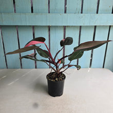 Load image into Gallery viewer, #RD34 Philodendron Pink Princess