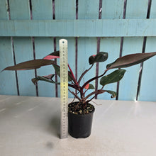 Load image into Gallery viewer, #RD34 Philodendron Pink Princess