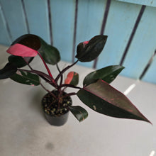 Load image into Gallery viewer, #RD34 Philodendron Pink Princess