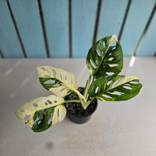 Load image into Gallery viewer, #D999 Variegated Monstera Adansonii