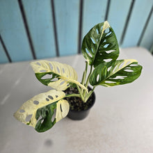 Load image into Gallery viewer, #D999 Variegated Monstera Adansonii