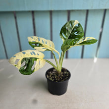 Load image into Gallery viewer, #D999 Variegated Monstera Adansonii
